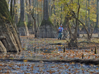 Bald Cypress - Đầm lầy nước nâu Tupelo – CEGL007431 Bald Cypress - Đầm lầy nước nâu Tupelo – CEGL007431