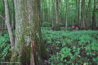 Bald Cypress - Đầm lầy nước nâu Tupelo – CEGL007431 Bald Cypress - Đầm lầy nước nâu Tupelo – CEGL007431