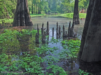 Bald Cypress - Đầm lầy nước nâu Tupelo – CEGL007431 Bald Cypress - Đầm lầy nước nâu Tupelo – CEGL007431
