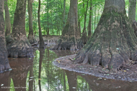 Bald Cypress - Đầm lầy nước nâu Tupelo – CEGL007431 Bald Cypress - Đầm lầy nước nâu Tupelo – CEGL007431