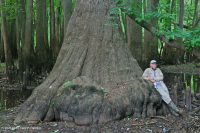 Bald Cypress - Đầm lầy nước nâu Tupelo – CEGL007431 Bald Cypress - Đầm lầy nước nâu Tupelo – CEGL007431