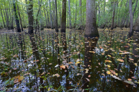 Bald Cypress - Đầm lầy nước nâu Tupelo – CEGL007431 Bald Cypress - Đầm lầy nước nâu Tupelo – CEGL007431