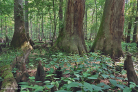 Bald Cypress - Đầm lầy nước nâu Tupelo – CEGL007431 Bald Cypress - Đầm lầy nước nâu Tupelo – CEGL007431