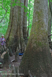 Bald Cypress - Đầm lầy nước nâu Tupelo – CEGL007431 Bald Cypress - Đầm lầy nước nâu Tupelo – CEGL007431