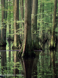 Bald Cypress - Đầm lầy nước nâu Tupelo – CEGL007431 Bald Cypress - Đầm lầy nước nâu Tupelo – CEGL007431