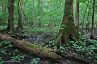 Bald Cypress - Tupelo hỗn hợp đầm lầy trung gian – CEGL007432 Bald Cypress - Tupelo hỗn hợp đầm lầy trung gian – CEGL007432