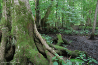 Bald Cypress - Tupelo hỗn hợp đầm lầy trung gian – CEGL007432 Bald Cypress - Tupelo hỗn hợp đầm lầy trung gian – CEGL007432