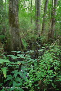 Bald Cypress - Tupelo hỗn hợp đầm lầy trung gian – CEGL007432 Bald Cypress - Tupelo hỗn hợp đầm lầy trung gian – CEGL007432