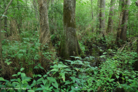 Bald Cypress - Tupelo hỗn hợp đầm lầy trung gian – CEGL007432 Bald Cypress - Tupelo hỗn hợp đầm lầy trung gian – CEGL007432