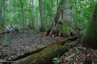 Bald Cypress - Tupelo hỗn hợp đầm lầy trung gian – CEGL007432 Bald Cypress - Tupelo hỗn hợp đầm lầy trung gian – CEGL007432