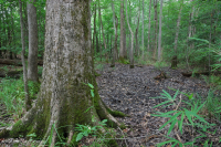 Bald Cypress - Tupelo hỗn hợp đầm lầy trung gian – CEGL007432 Bald Cypress - Tupelo hỗn hợp đầm lầy trung gian – CEGL007432