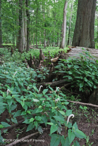 Bald Cypress - Tupelo hỗn hợp đầm lầy trung gian – CEGL007432 Bald Cypress - Tupelo hỗn hợp đầm lầy trung gian – CEGL007432
