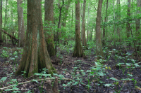 Bald Cypress - Tupelo hỗn hợp đầm lầy trung gian – CEGL007432 Bald Cypress - Tupelo hỗn hợp đầm lầy trung gian – CEGL007432