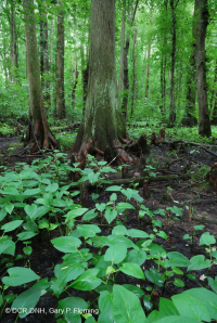 Bald Cypress - Tupelo hỗn hợp đầm lầy trung gian – CEGL007432 Bald Cypress - Tupelo hỗn hợp đầm lầy trung gian – CEGL007432