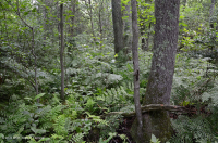 Đầm lầy đồng bằng ven biển Đầm lầy Tupelo Blackwater – CEGL007054 Đầm lầy đồng bằng ven biển Đầm lầy Tupelo Blackwater – CEGL007054