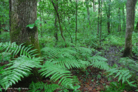 Đầm lầy đồng bằng ven biển Đầm lầy Tupelo Blackwater – CEGL007054 Đầm lầy đồng bằng ven biển Đầm lầy Tupelo Blackwater – CEGL007054