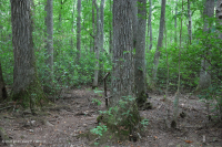 Đầm lầy đồng bằng ven biển Đầm lầy Tupelo Blackwater – CEGL007054 Đầm lầy đồng bằng ven biển Đầm lầy Tupelo Blackwater – CEGL007054