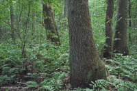 Đầm lầy đồng bằng ven biển Đầm lầy Tupelo Blackwater – CEGL007054 Đầm lầy đồng bằng ven biển Đầm lầy Tupelo Blackwater – CEGL007054