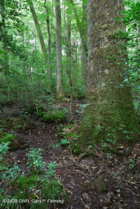 Đầm lầy đồng bằng ven biển Đầm lầy Tupelo Blackwater – CEGL007054 Đầm lầy đồng bằng ven biển Đầm lầy Tupelo Blackwater – CEGL007054