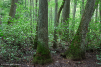 Đầm lầy đồng bằng ven biển Đầm lầy Tupelo Blackwater – CEGL007054 Đầm lầy đồng bằng ven biển Đầm lầy Tupelo Blackwater – CEGL007054