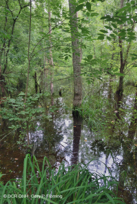 Đồng bằng ngập lụt hỗn hợp Oak ở phía Nam Piedmont / Đồng bằng ven biển bên trong – CEGL006498