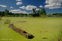 Bể chứa nước ven biển – CEGL005451 Bể chứa nước ven biển – CEGL005451