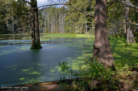 Đập ngăn nước bán vĩnh viễn Bald Cypress – CEGL002420 Đập ngăn nước bán vĩnh viễn Bald Cypress – CEGL002420