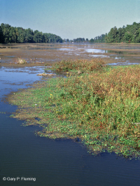 Bể chứa nước ven biển – CEGL005451 Bể chứa nước ven biển – CEGL005451