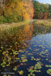 Ngăn chặn bán vĩnh viễn (chưa phân loại) Ngăn chặn bán vĩnh viễn (chưa phân loại)