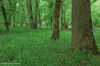 Rừng ngập lụt suối nhỏ ở Bắc Piedmont – CEGL006492 Rừng ngập lụt suối nhỏ ở Bắc Piedmont – CEGL006492