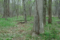 Rừng ngập lụt suối nhỏ ở Bắc Piedmont – CEGL006492 Rừng ngập lụt suối nhỏ ở Bắc Piedmont – CEGL006492