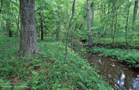 Rừng ngập lụt suối nhỏ ở Bắc Piedmont – CEGL006492 Rừng ngập lụt suối nhỏ ở Bắc Piedmont – CEGL006492