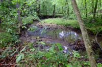 Rừng phù sa núi Blue Ridge phía Bắc – CEGL006255 Rừng phù sa núi Blue Ridge phía Bắc – CEGL006255