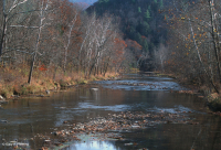 Rừng phù sa miền núi Appalachian Trung tâm (Loại cây Tulip - Thông trắng) – CEGL008405 Rừng phù sa miền núi Appalachian Trung tâm (Loại cây Tulip - Thông trắng) – CEGL008405