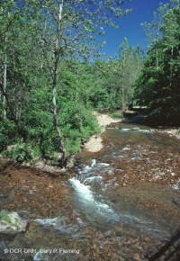 Rừng phù sa miền núi Appalachian Trung tâm (Loại cây Tulip - Thông trắng) – CEGL008405 Rừng phù sa miền núi Appalachian Trung tâm (Loại cây Tulip - Thông trắng) – CEGL008405