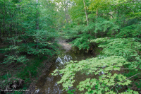 Rừng phù sa miền núi Appalachian Trung tâm (Loại cây Tulip - Thông trắng) – CEGL008405 Rừng phù sa miền núi Appalachian Trung tâm (Loại cây Tulip - Thông trắng) – CEGL008405