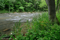 Rừng phù sa suối nhỏ trên núi Piedmont (chưa được phân loại) Rừng phù sa suối nhỏ trên núi Piedmont (chưa được phân loại)