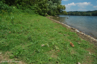 Piedmont / Bãi cát Appalachian Trung tâm / Bờ sông (Loại thảo mộc thấp) – CEGL006483