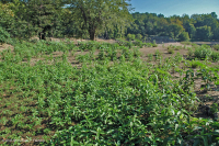 Piedmont / Bãi cát Appalachian Trung tâm / Bờ sông (Loại thảo mộc thấp) – CEGL006483