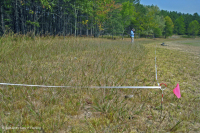 Piedmont / Bãi cát Appalachian Trung tâm / Bờ sông (Loại thảo mộc thấp) – CEGL006483