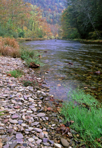 Twisted Sedge Rocky Bar và Bờ – CEGL004103