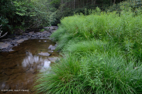 Twisted Sedge Rocky Bar và Bờ – CEGL004103