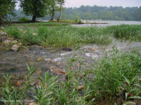 Water-Willow Rocky Bar và Bờ biển – CEGL004286