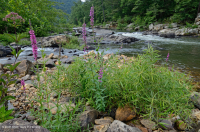 Water-Willow Rocky Bar và Bờ biển – CEGL004286