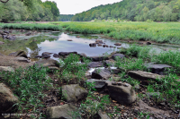 Water-Willow Rocky Bar và Bờ biển – CEGL004286