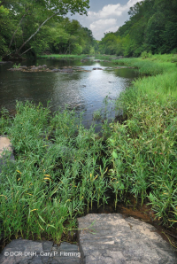 Water-Willow Rocky Bar và Bờ biển – CEGL004286