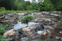 Water-Willow Rocky Bar và Bờ biển – CEGL004286