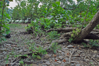 Piedmont / Trung Appalachian Sycamore - Rừng cây bạch dương ven sông – CEGL003896