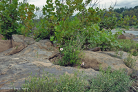 Piedmont / Trung Appalachian Sycamore - Rừng cây bạch dương ven sông – CEGL003896