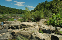 Piedmont / Trung Appalachian Sycamore - Rừng cây bạch dương ven sông – CEGL003896